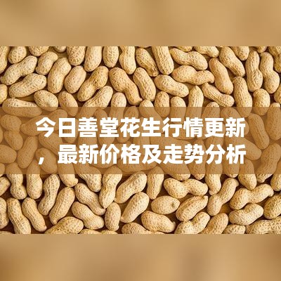 今日善堂花生行情更新，最新价格及走势分析