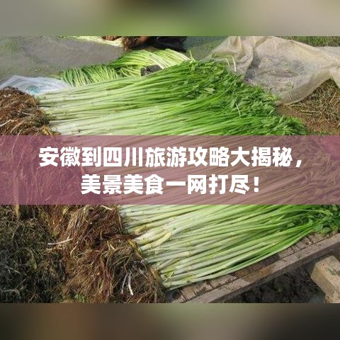 安徽到四川旅游攻略大揭秘，美景美食一网打尽！