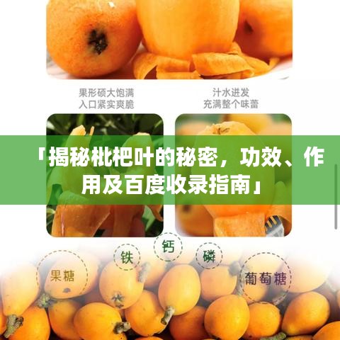 「揭秘枇杷叶的秘密,功效、作用及百度收录指南」