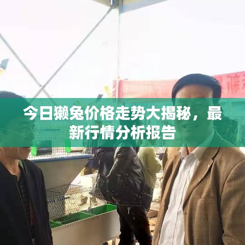 今日獭兔价格走势大揭秘，最新行情分析报告