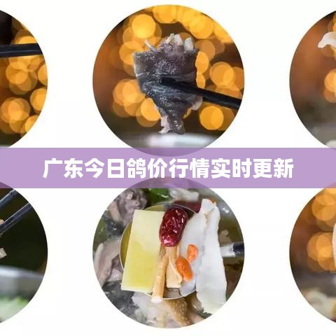 广东今日鸽价行情实时更新