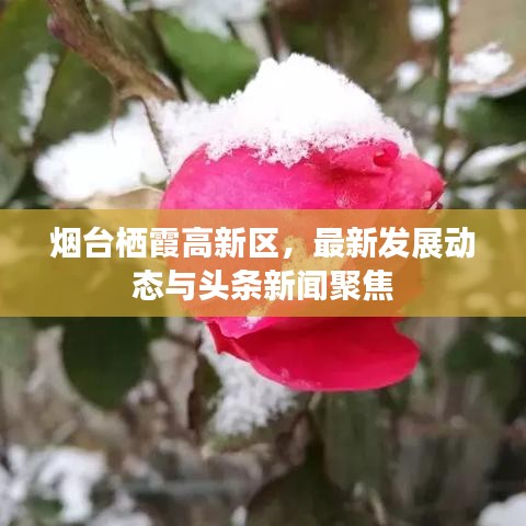 烟台栖霞高新区,最新发展动态与头条新闻聚焦