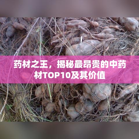 药材之王,揭秘最昂贵的中药材TOP10及其价值