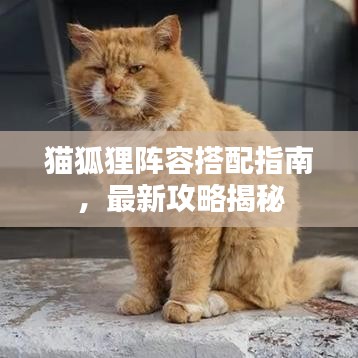 猫狐狸阵容搭配指南,最新攻略揭秘
