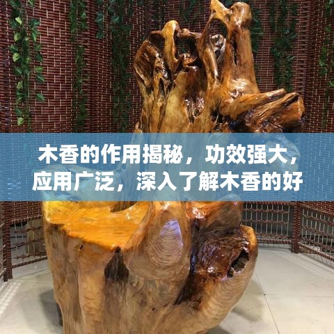 木香的作用揭秘，功效强大，应用广泛，深入了解木香的好处！