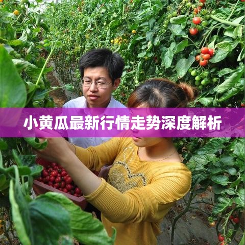 小黄瓜最新行情走势深度解析