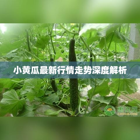 小黄瓜最新行情走势深度解析