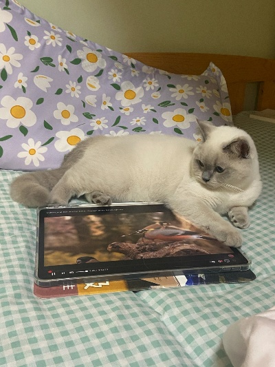 看片猫咪最新版本下载,高速方案规划响应 标准版_v9.720